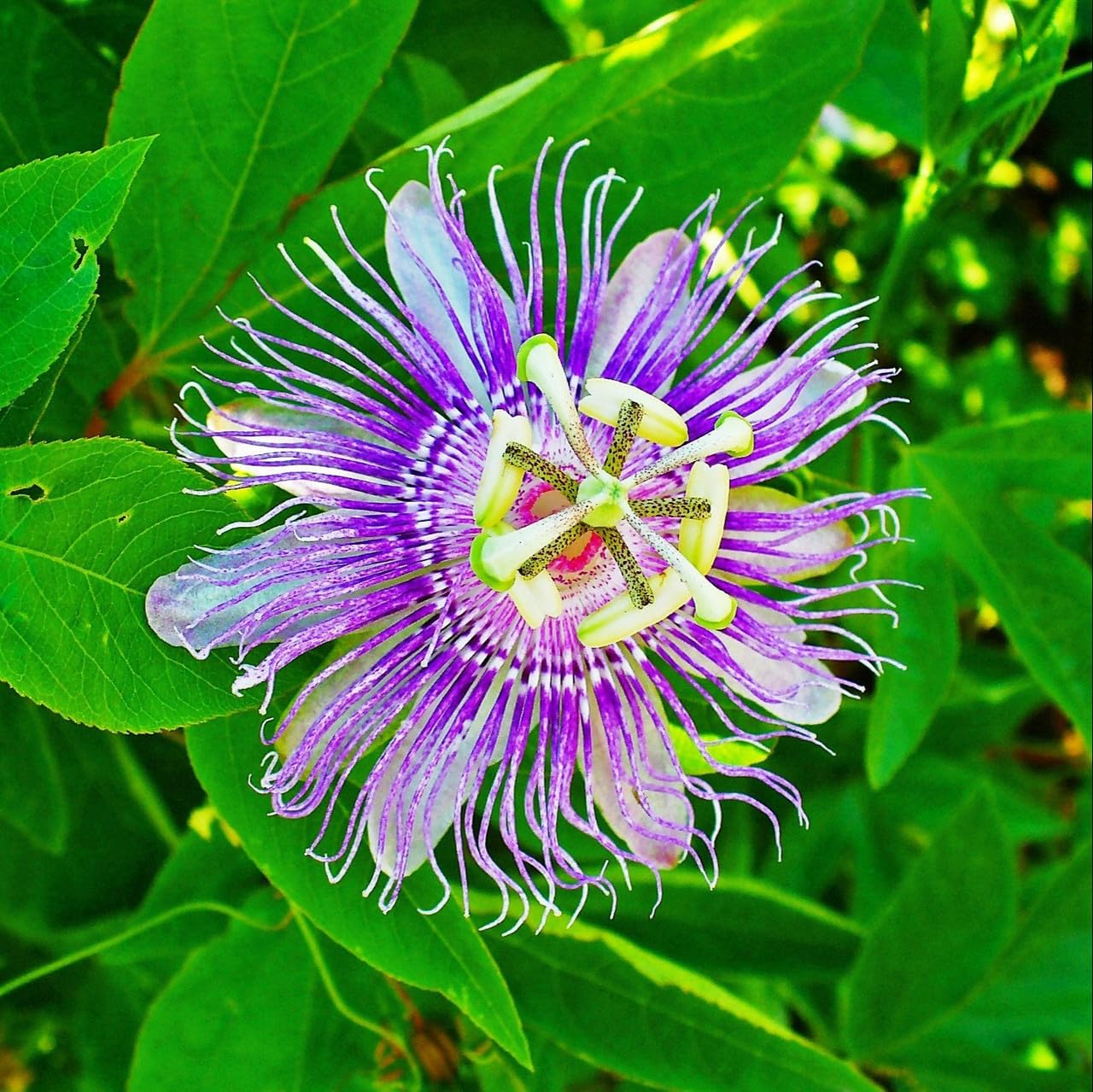 Passiflora Flower Plant Passion Flower Heavy Fragrance Beautiful